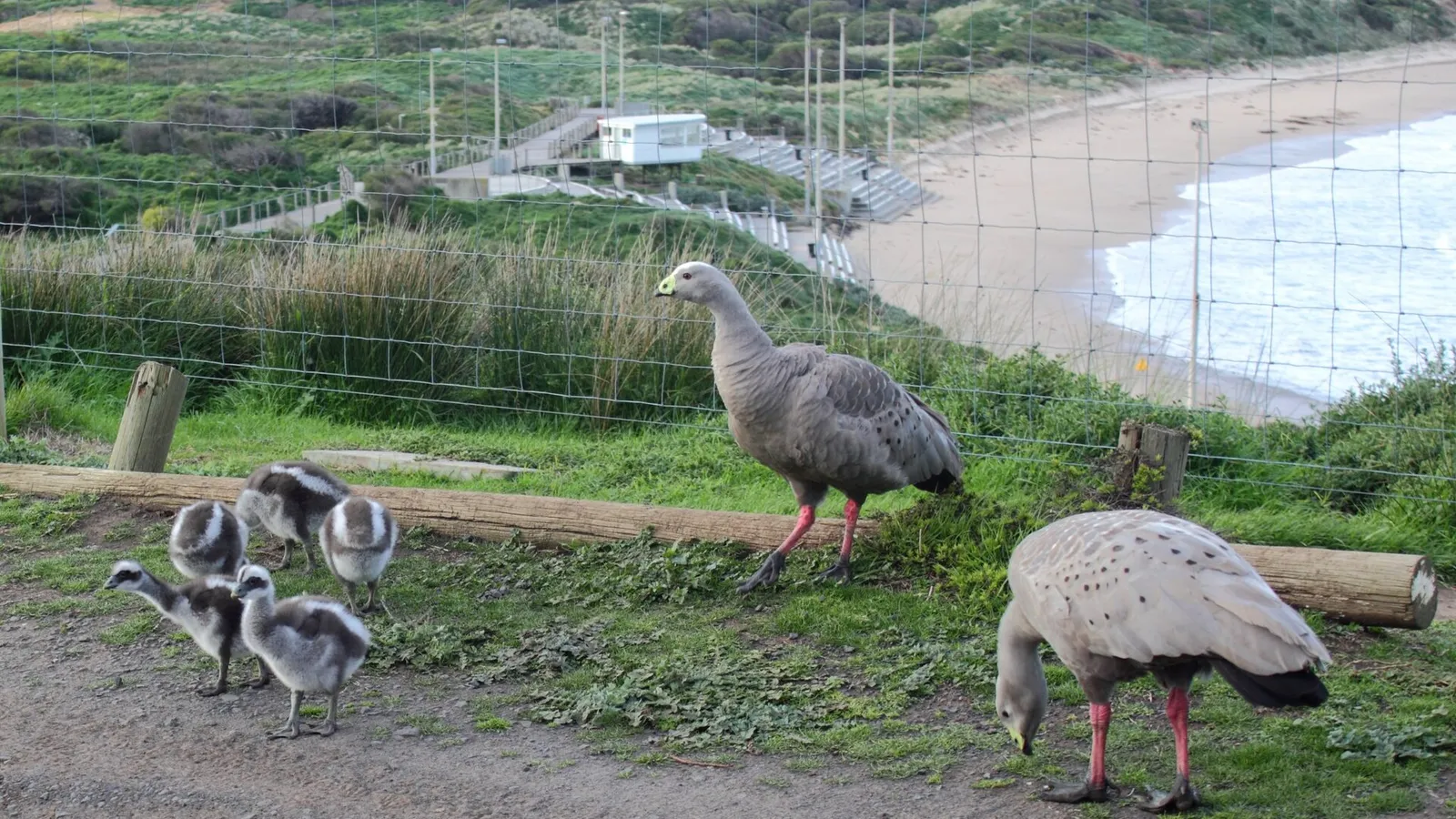 Phillip Island Tour